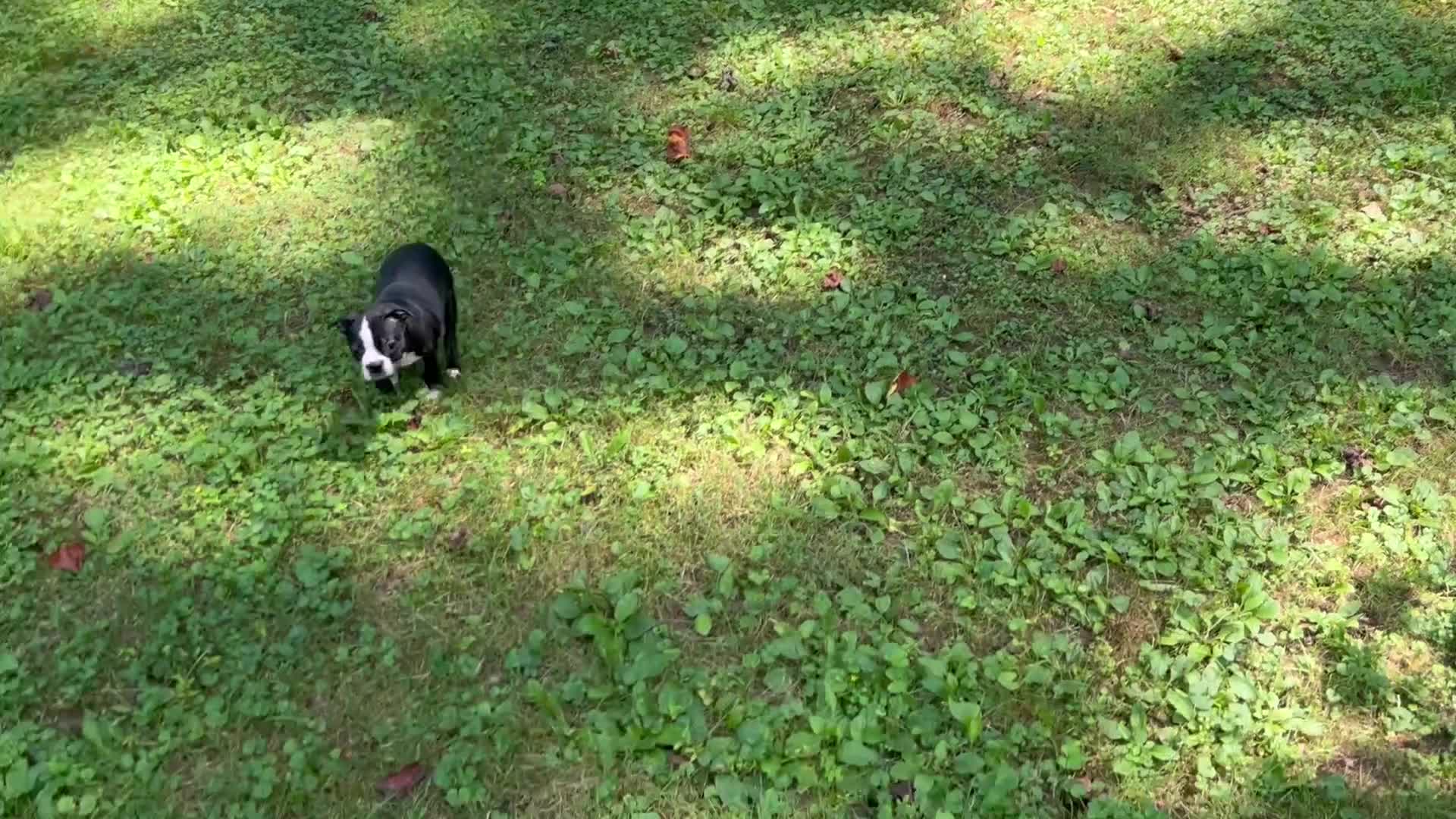 Boston Terrier dogs for sale: SALE PENDING - Video 1