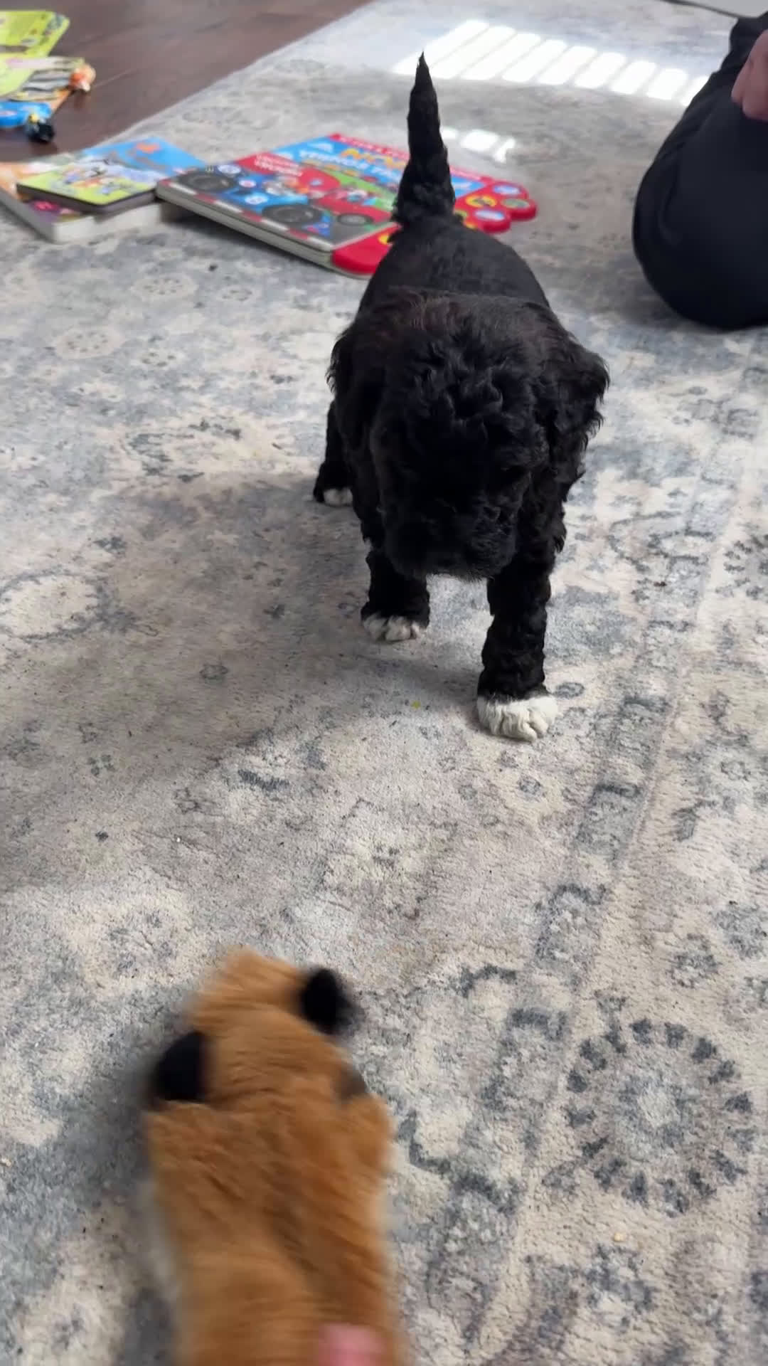 Goldendoodle dogs for sale: Lenny - Video 1