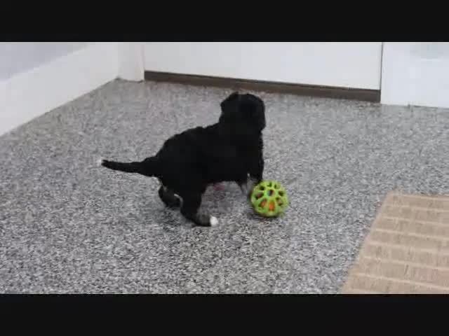 Mini Bernedoodle dogs for sale: Maggie - Video 1