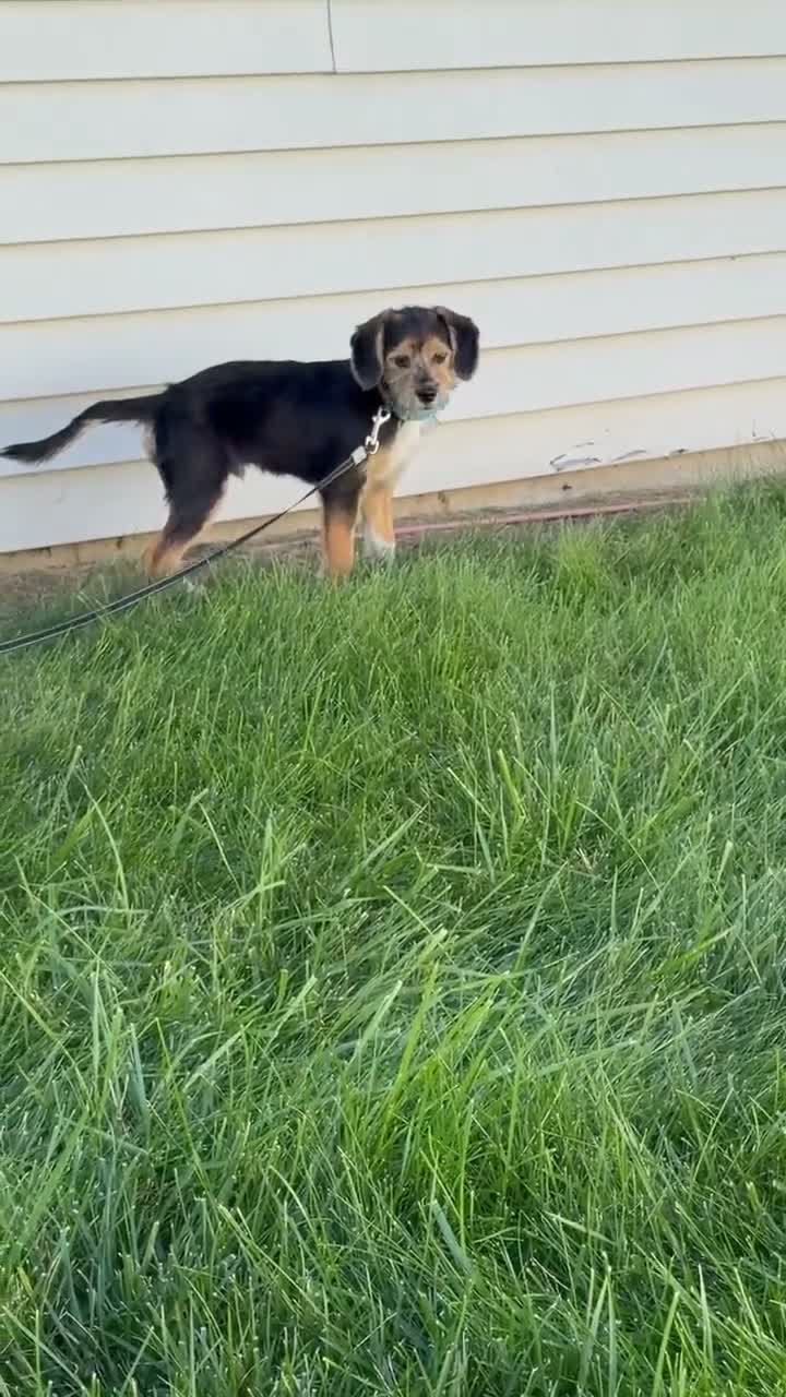 Mixed Breed dogs for sale: Sparky - Video 1