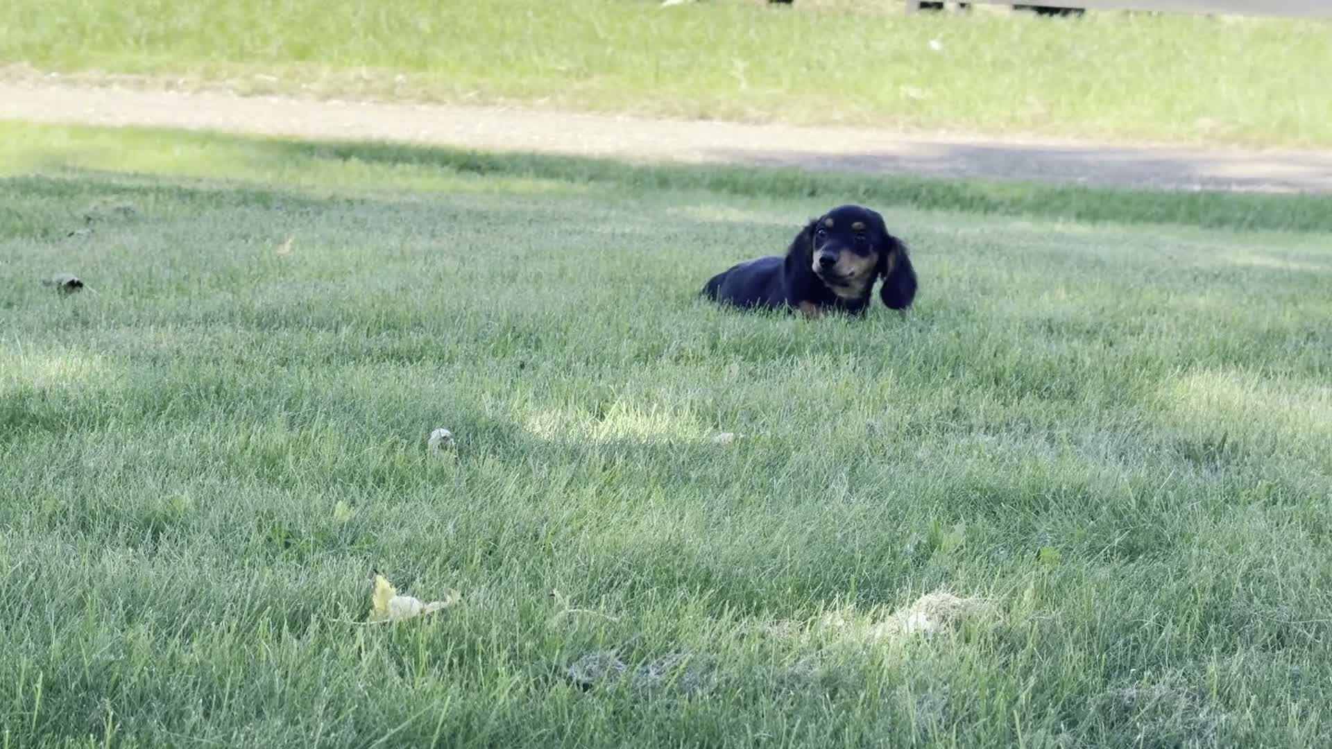 Dachshund dogs for sale: Dirk - Video 1