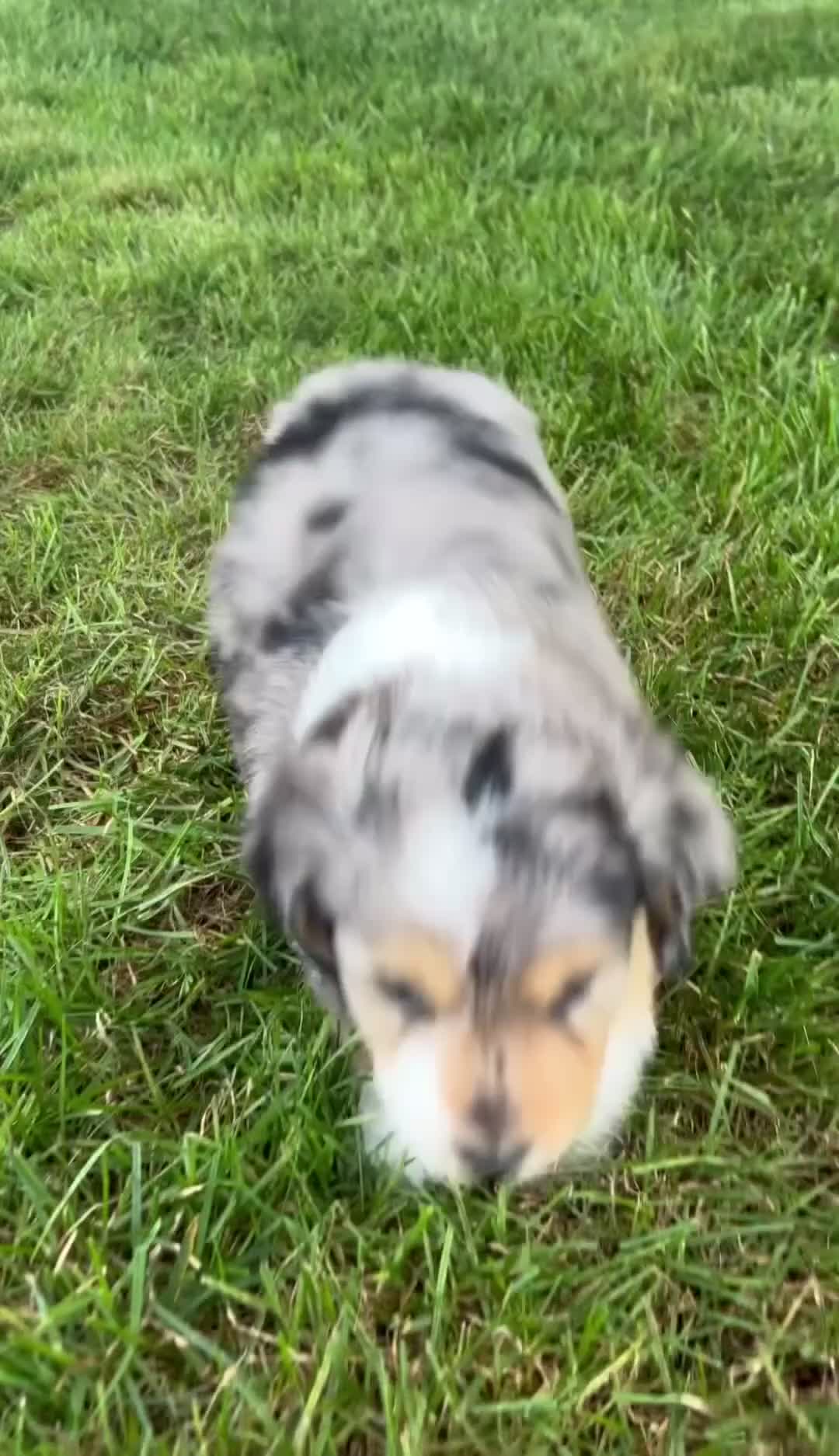 Mini Aussiedoodle dogs for sale: Kingsley 💎 - Video 1