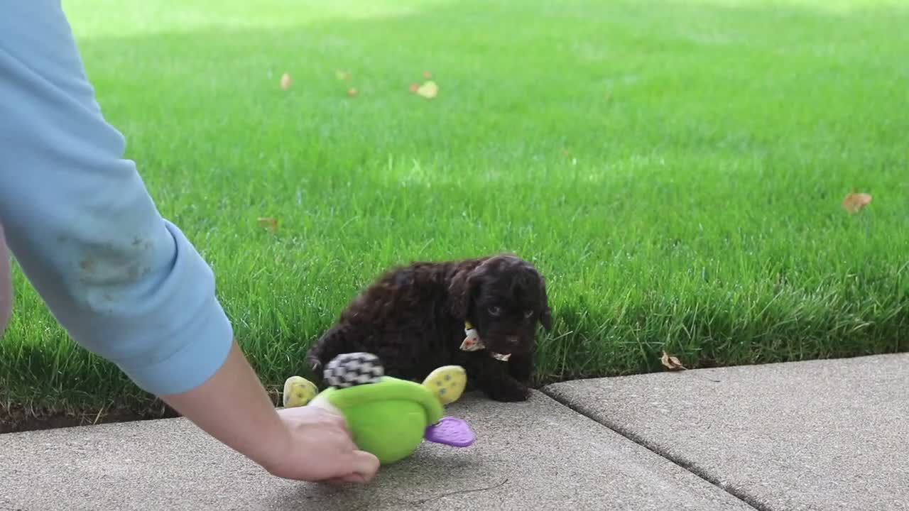 Cockapoo dogs for sale: Teddy - Video 1