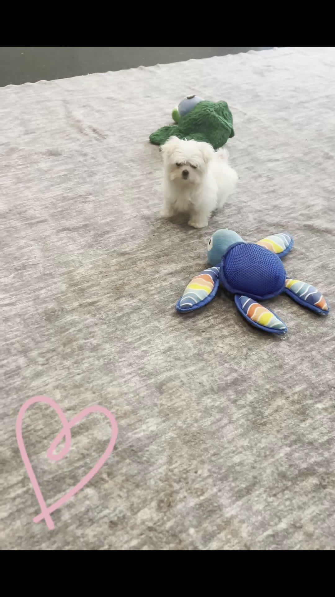 Maltese dogs for sale: Sheba - Video 1