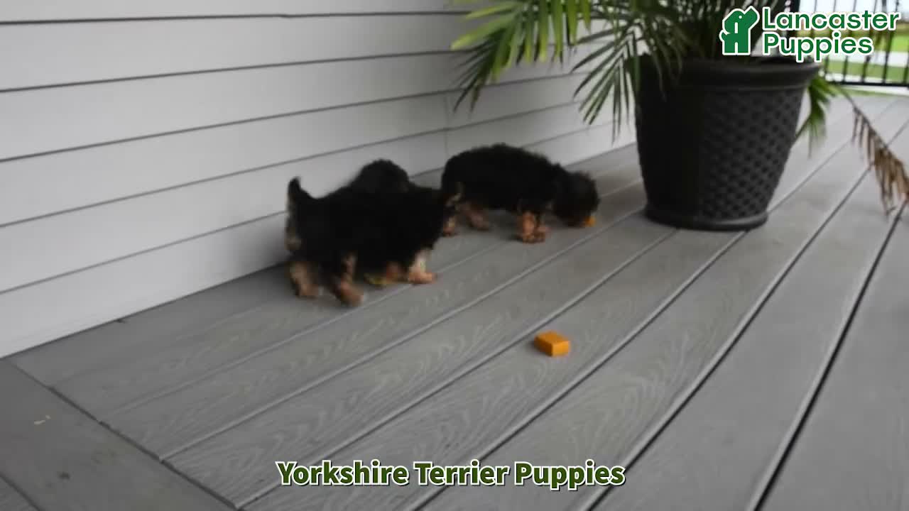 Yorkshire Terrier dogs for sale: Thomas - Video 1
