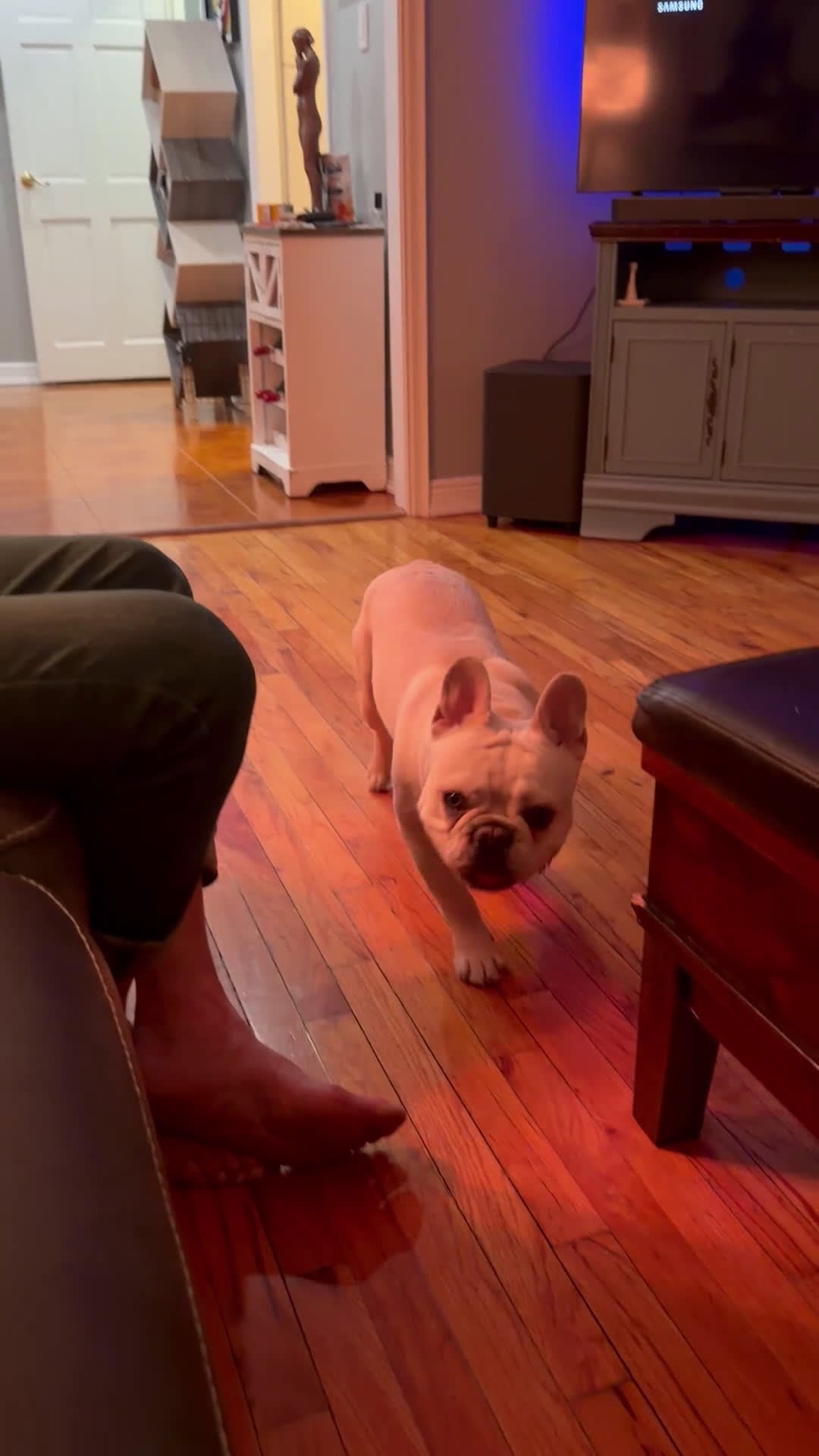 French Bulldog dogs for stud: ROCKY - Video 2