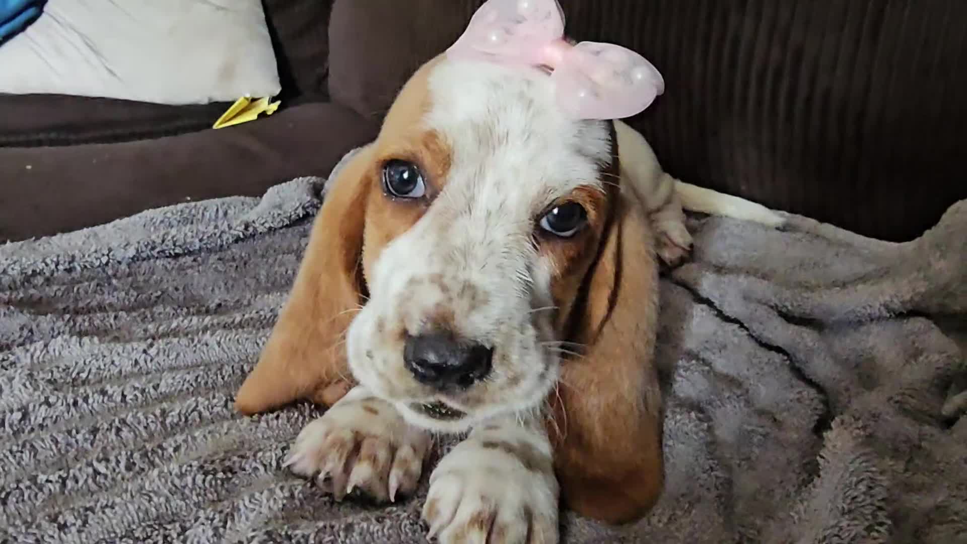 Basset Hound dogs for sale: Basset Hound 4 - Video 1