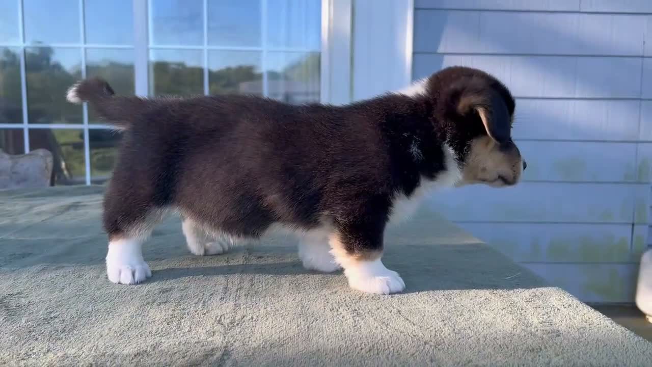 Welsh Corgi Cardigan dogs for sale: Bowie - Video 1