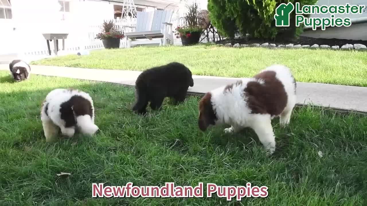 Newfoundland dogs for sale: Mikmaq - Video 1