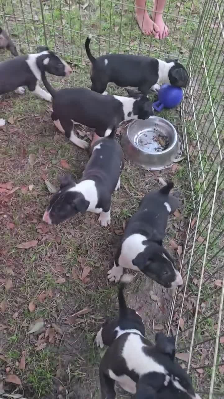 Bull Terrier dogs for sale: Bull Terrier 1 - Video 1