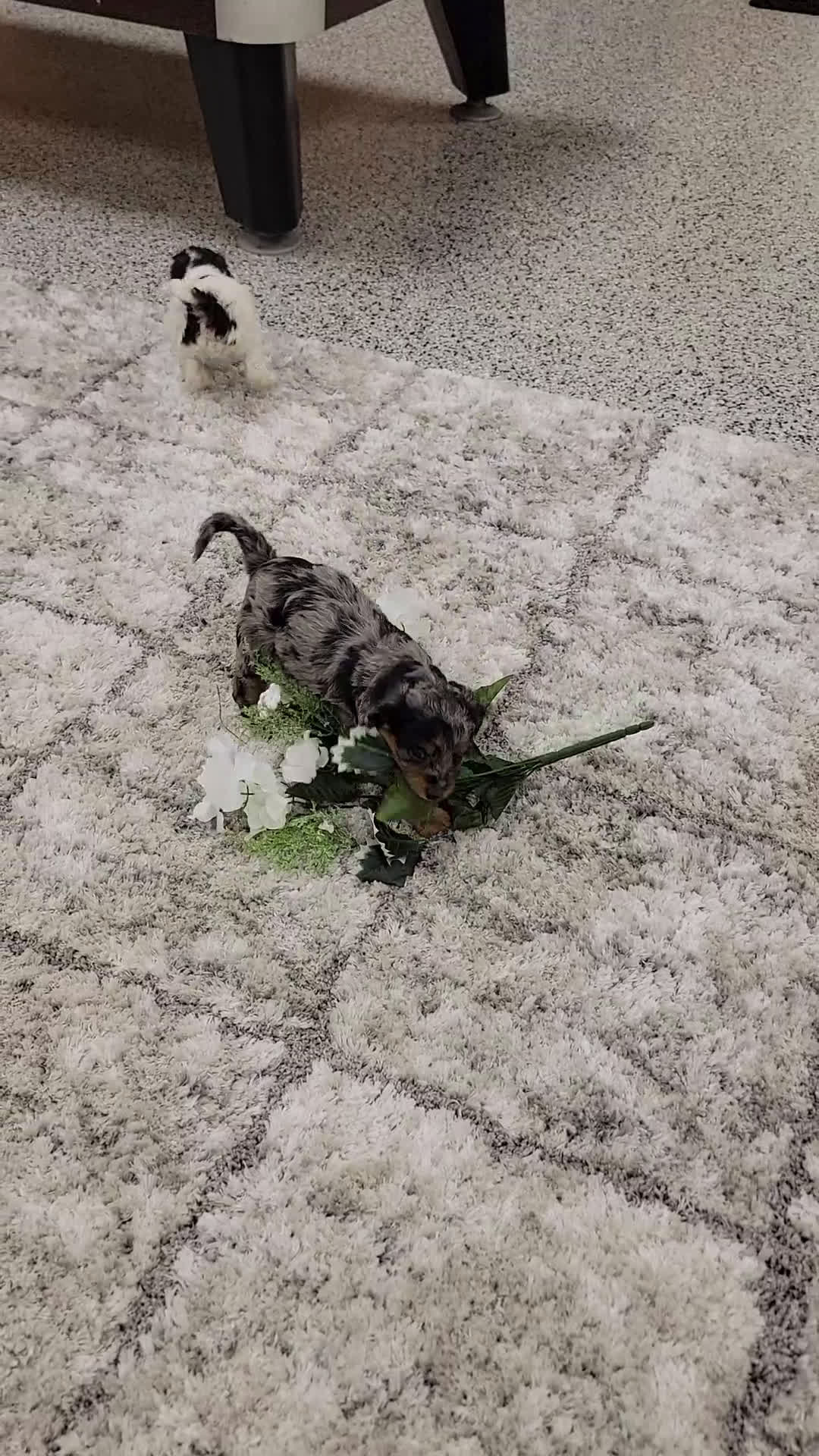 Cockapoo dogs for sale: Sally - Video 1