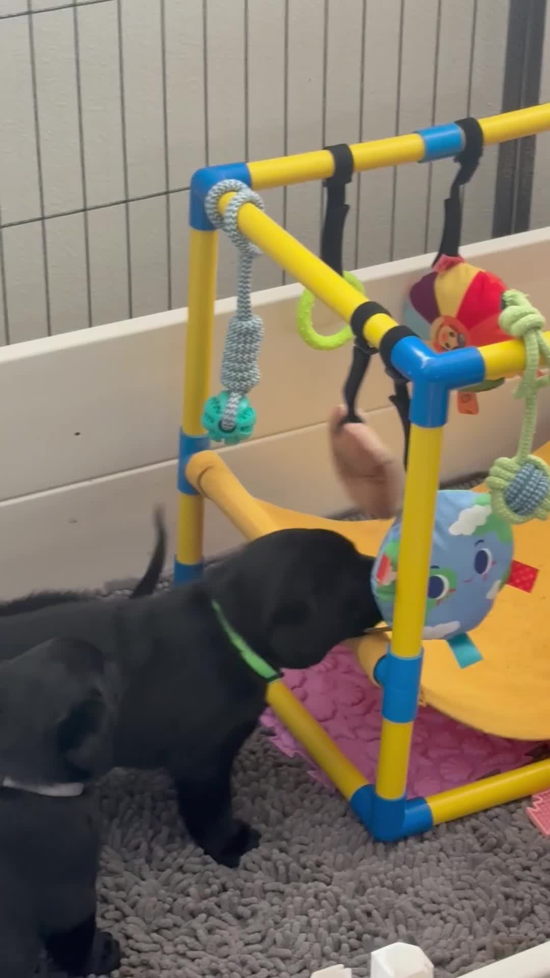 Labrador Retriever dogs for sale: Green collar boy - Video 1