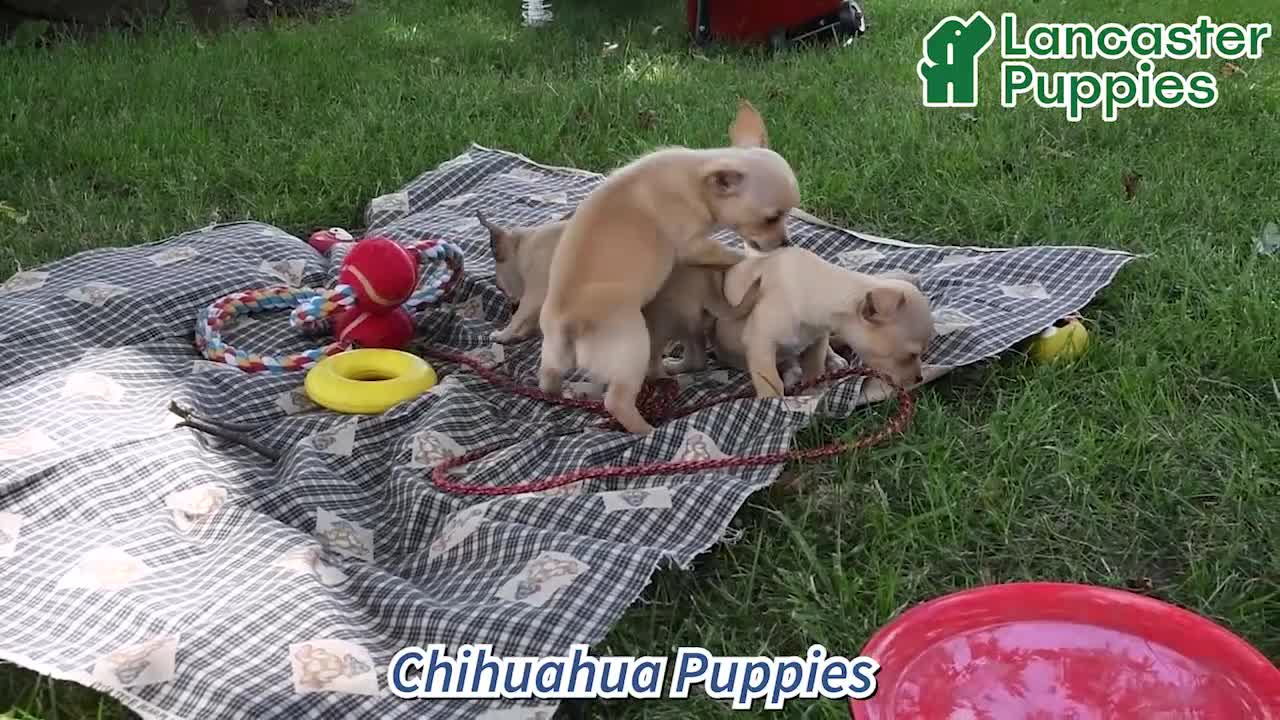 Chihuahua dogs for sale: Caleb - Video 1