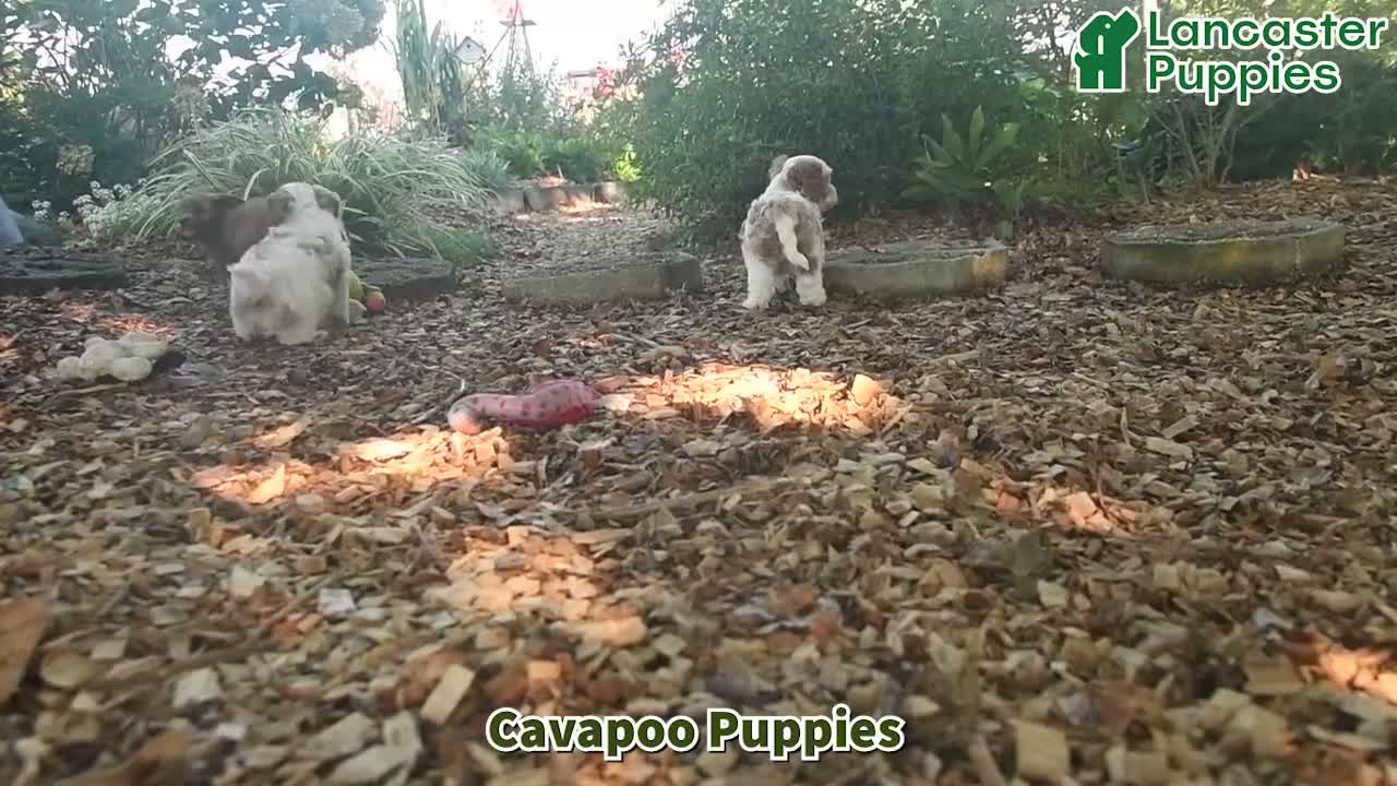 Cavapoo dogs for sale: Jazellele - Video 1