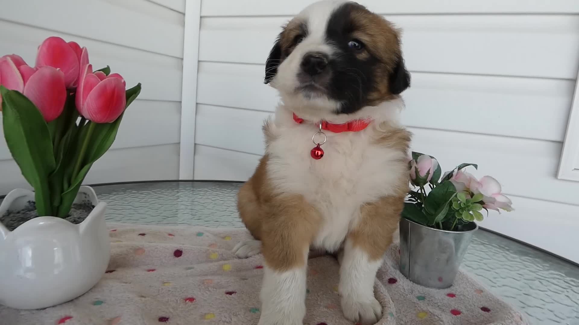 Border Collie dogs for sale: Border Collie Puppy 1 Lydia - Video 1