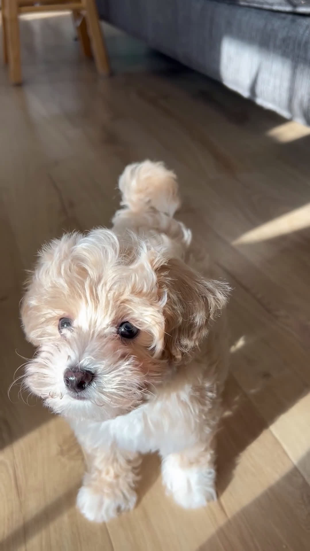 Maltipoo dogs for sale: Cream - Video 1