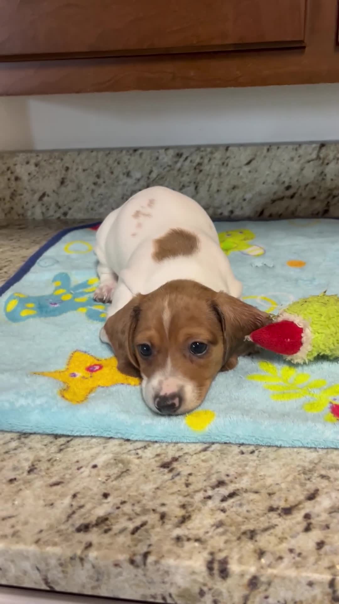Miniature Dachshund dogs for sale: Arjun  - Video 1