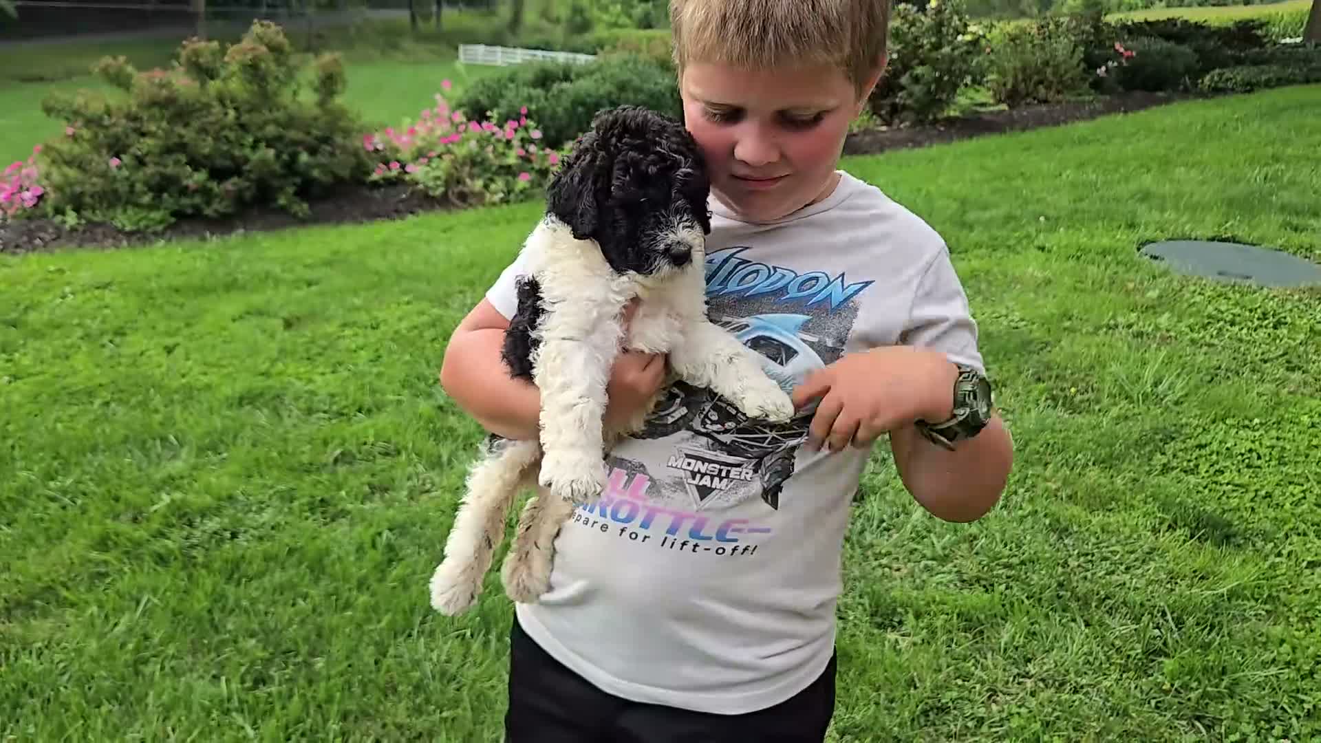 Portuguese Water Dog dogs for sale: Sampson - Video 1