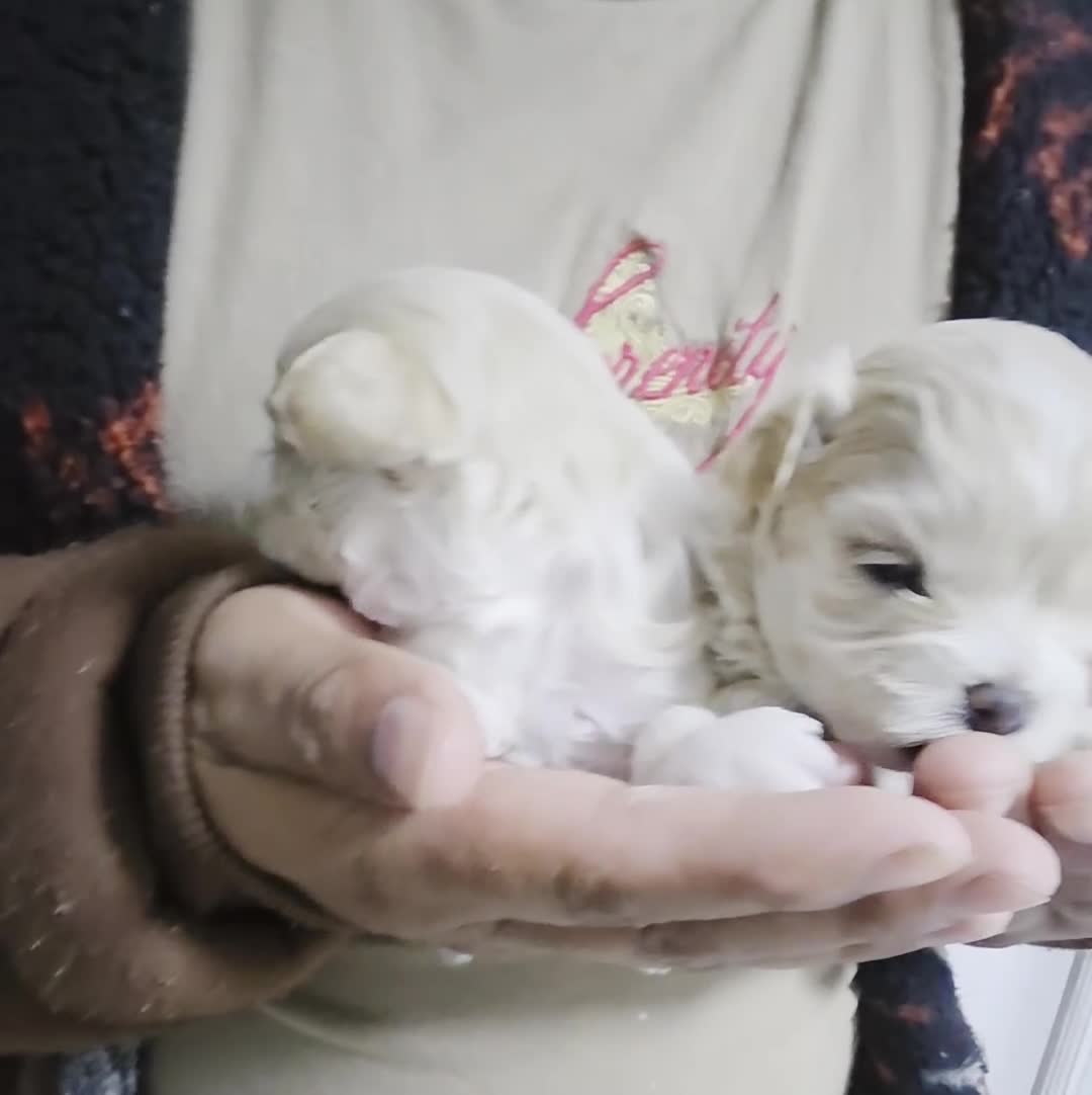 Maltipoo dogs for sale: Maltipoo Tony - Video 3