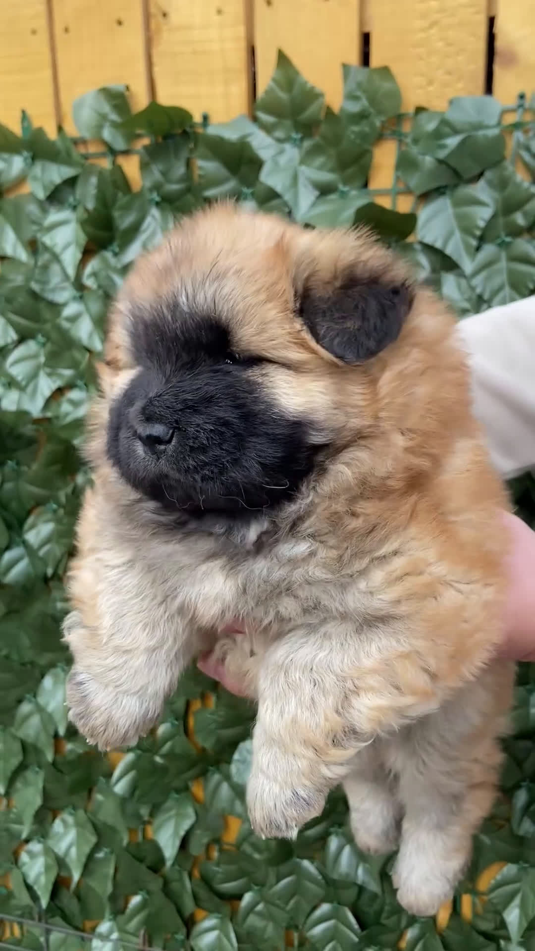 Chow Chow dogs for sale: Chow Chow Puppy 1 - Video 1