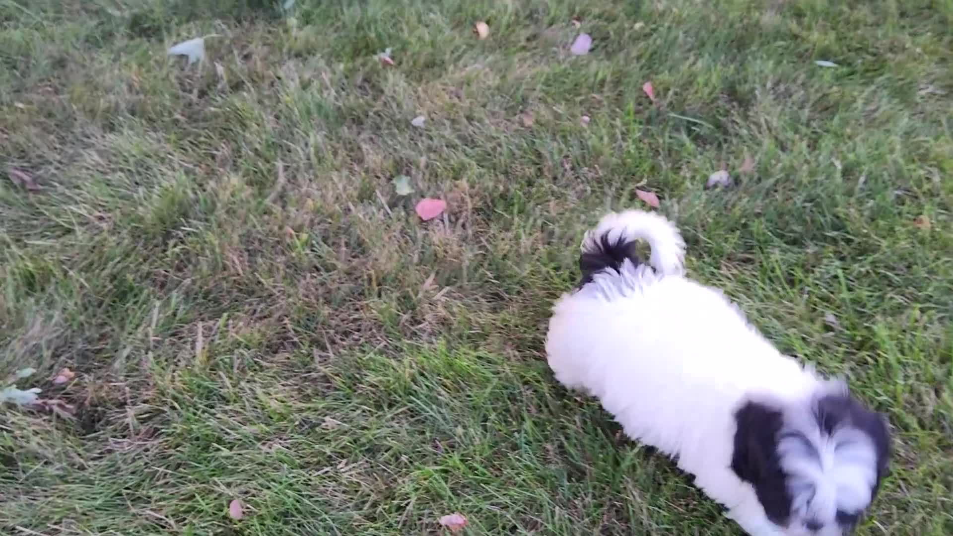 Shih Tzu dogs for sale: Theo - Video 1