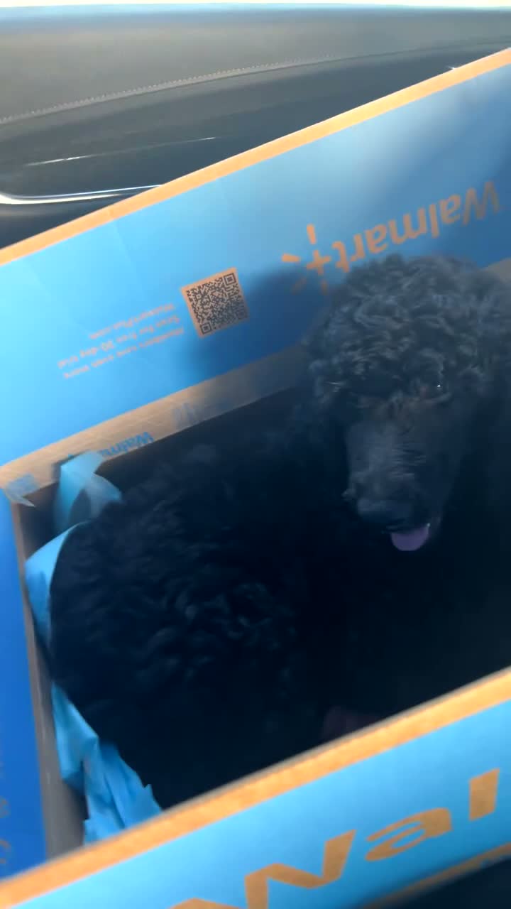 Standard Poodle dogs for sale: benjamin  - Video 1