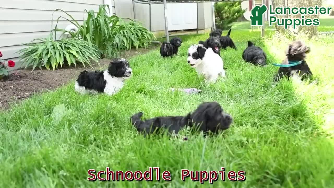 Schnoodle dogs for sale: Bonnie - Video 1