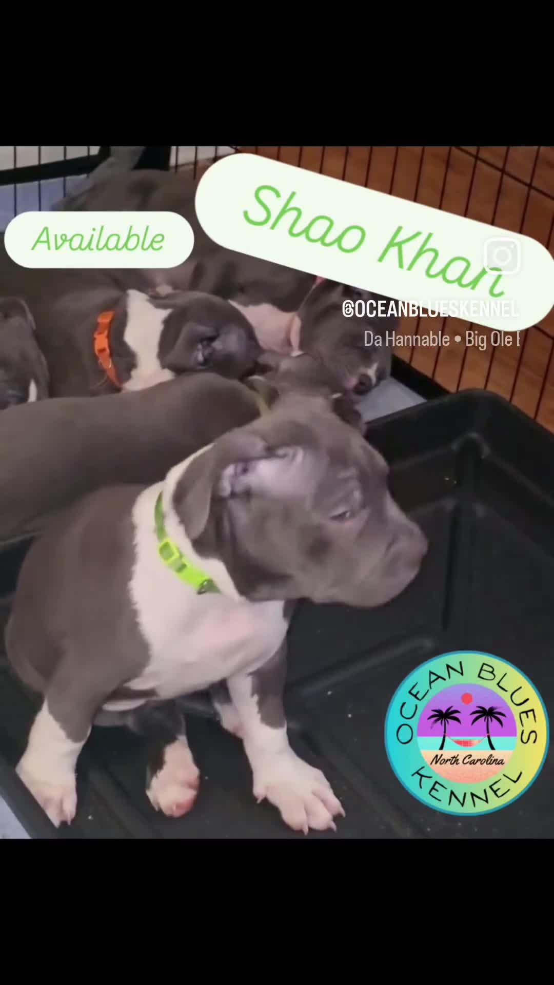 American Bully dogs for sale: Shao Khan - Video 2