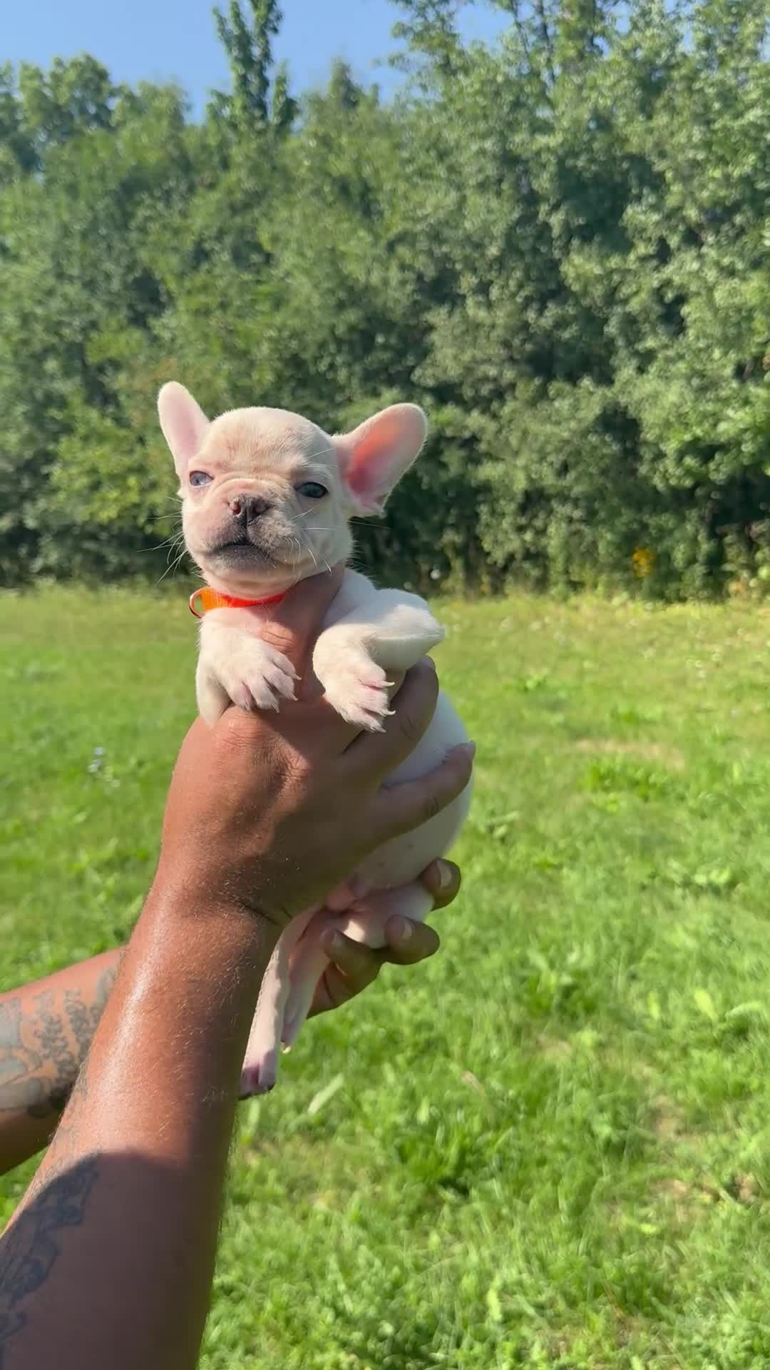French Bulldog dogs for sale: Armani - Video 1