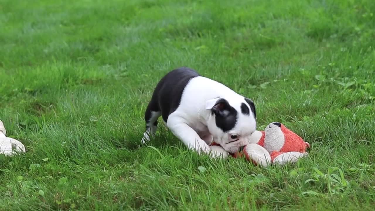 Boston Terrier dogs for sale: Sonny - Video 1