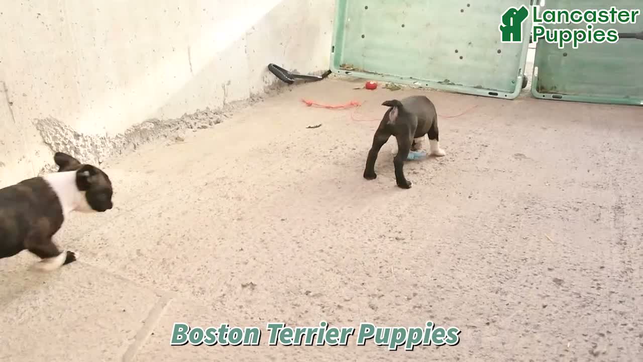 Boston Terrier dogs for sale: Randy - Video 1