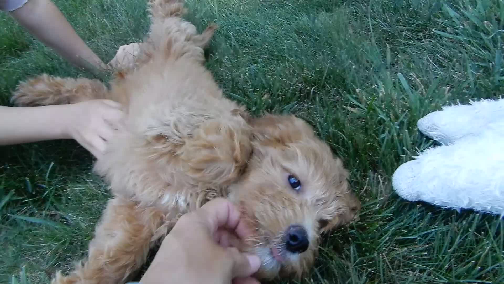 Mini Goldendoodle dogs for sale: Peaches - Video 2