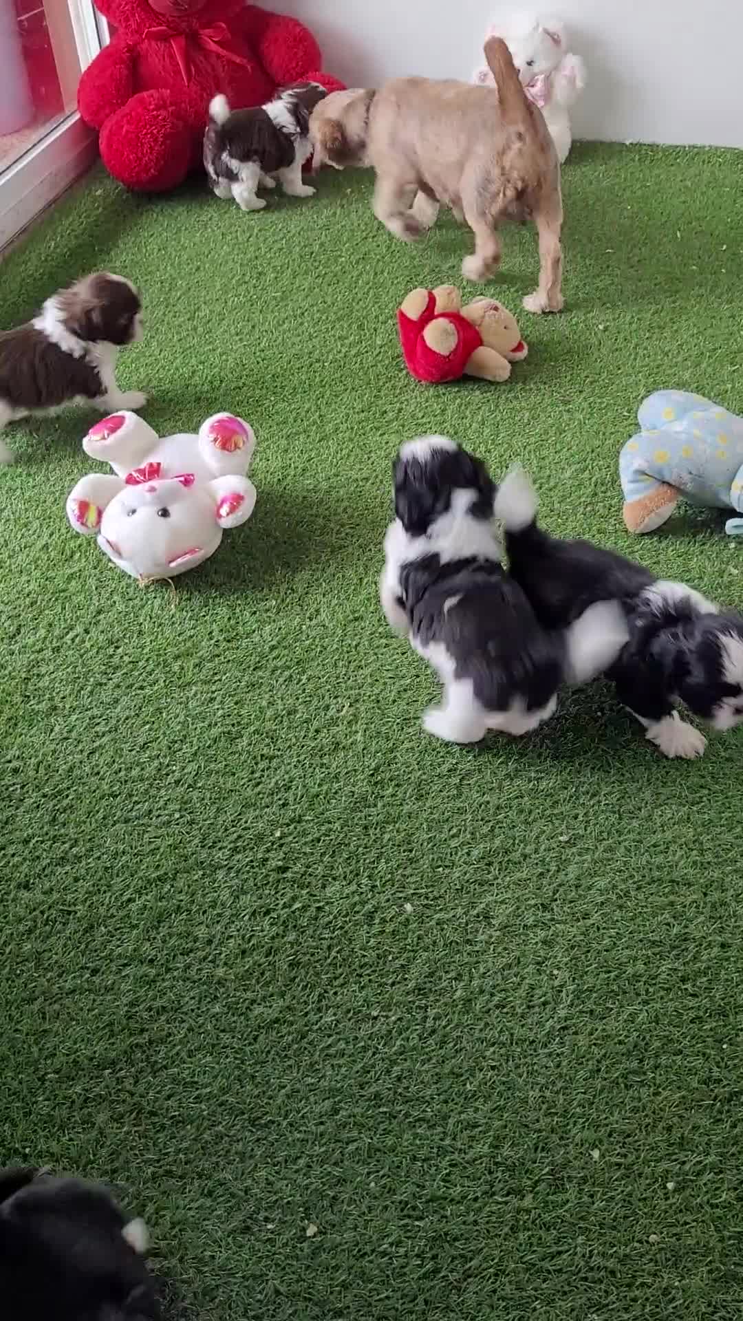 Shih Tzu dogs for sale: Oreo - Video 1