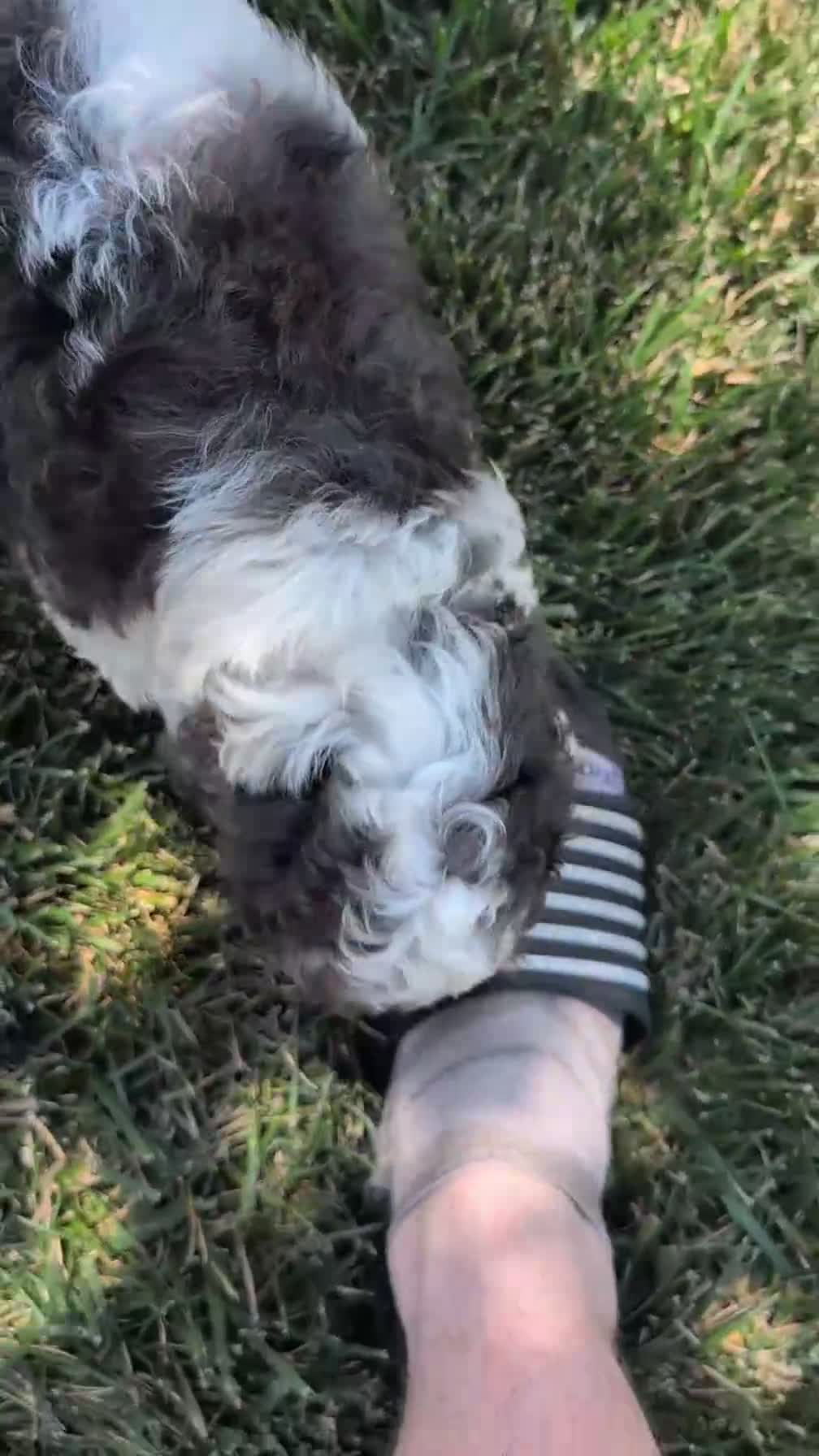 Cockapoo dogs for sale: Heath - Video 1