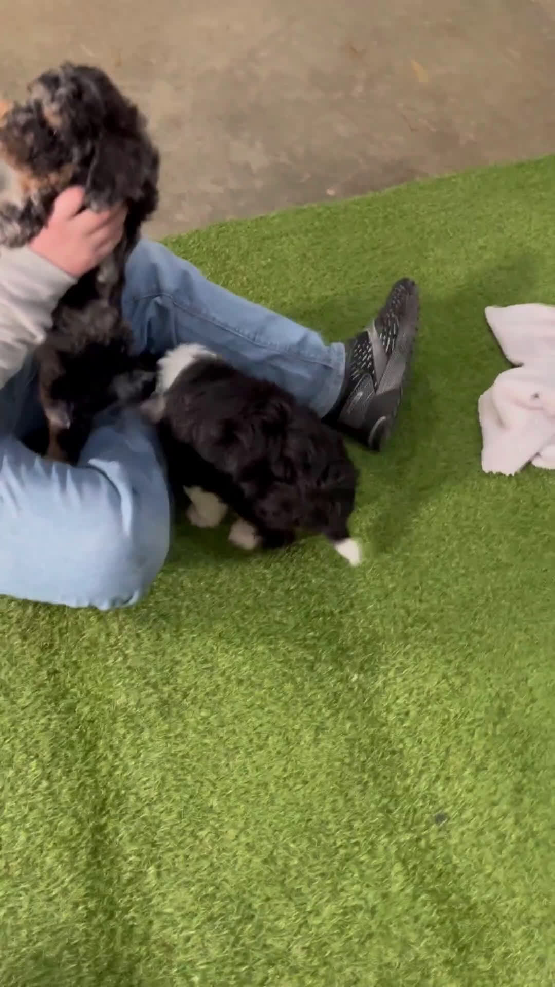 Mini Bernedoodle dogs for sale: Cheryl - Video 3