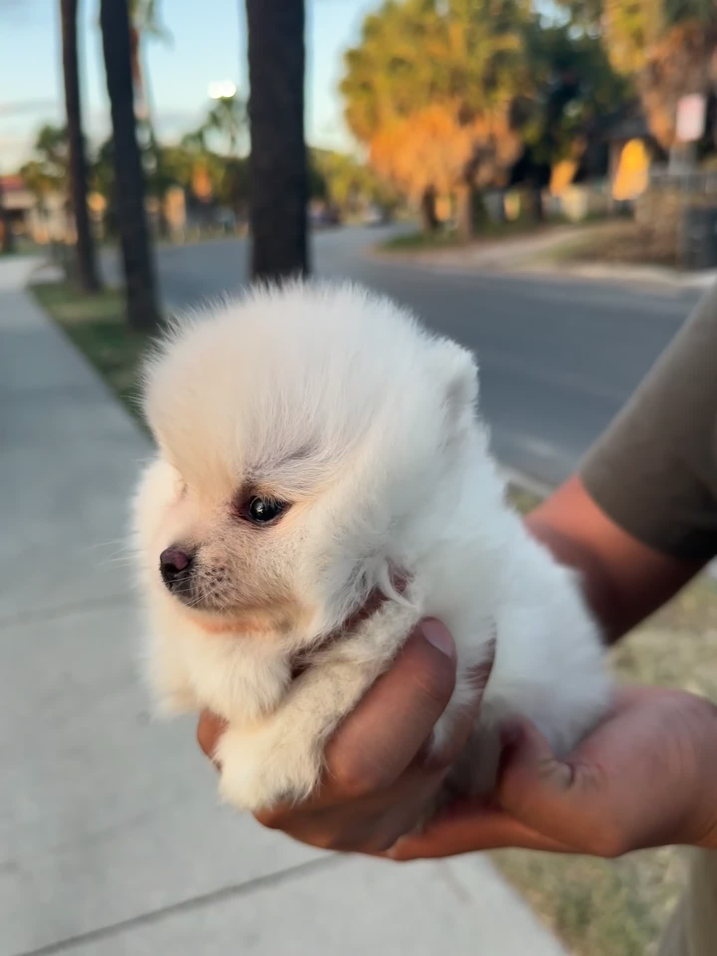 Pomeranian dogs for sale: Pomeranian 1 - Video 1