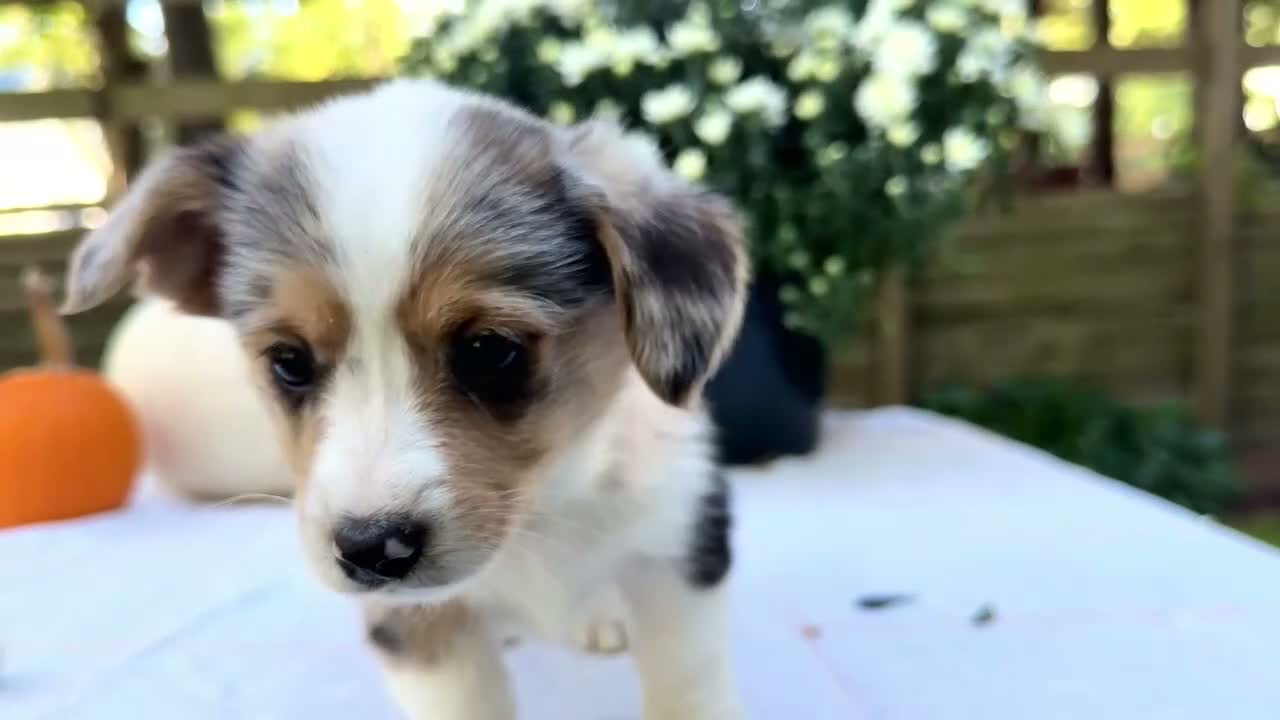 Mixed Breed dogs for sale: Rocky - Video 1
