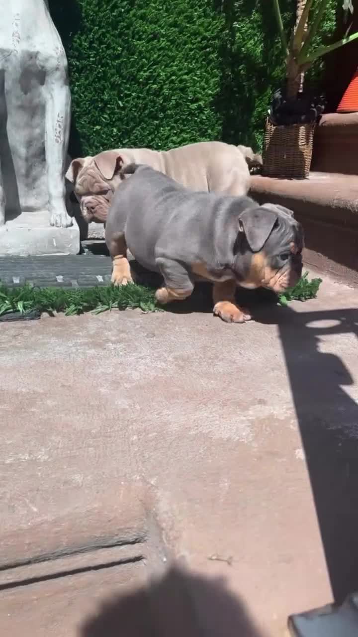 English Bulldog dogs for sale: English Bulldog Puppy 2 - Video 1