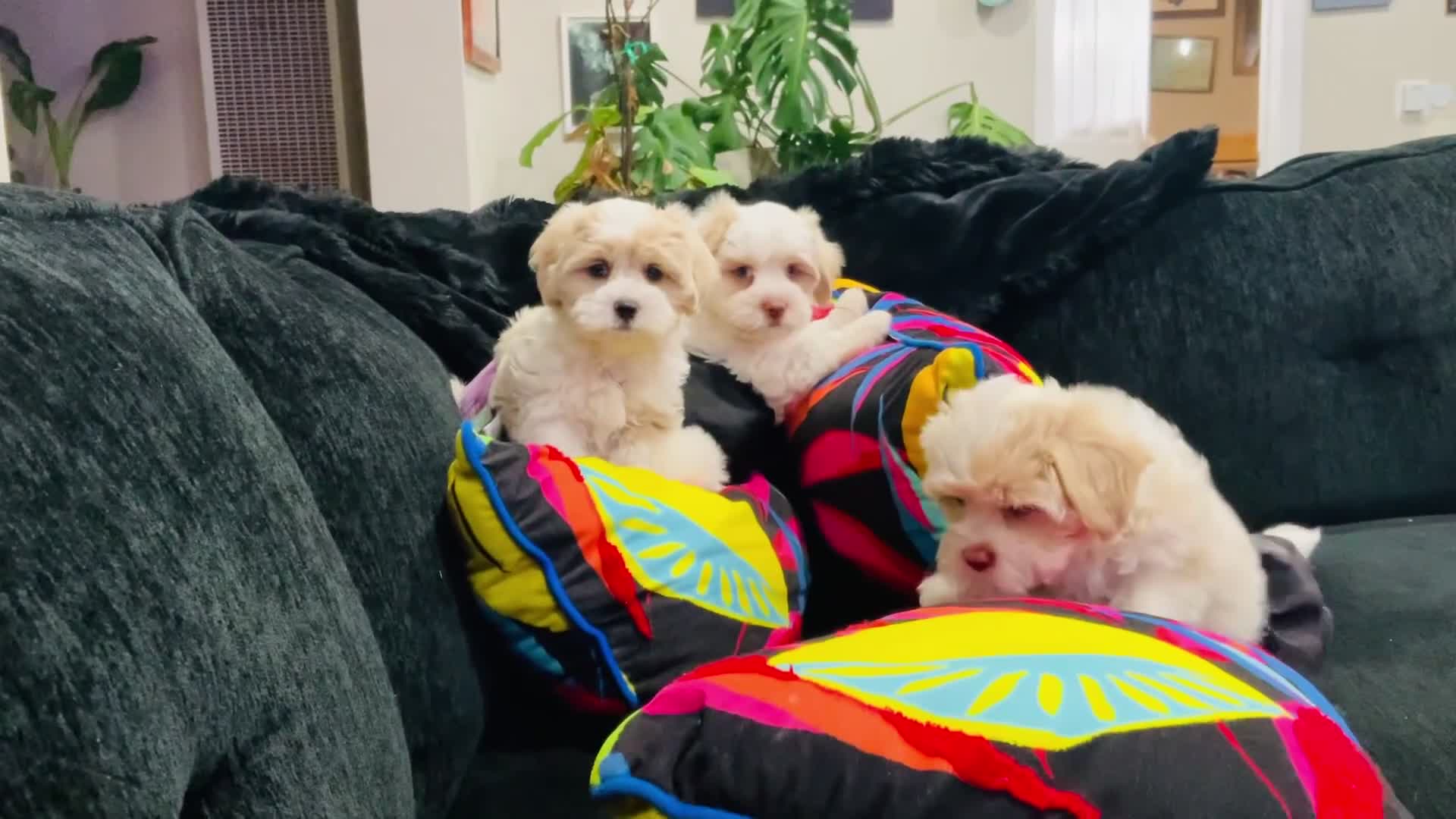 Shih Tzu dogs for sale: Leelee - Video 2
