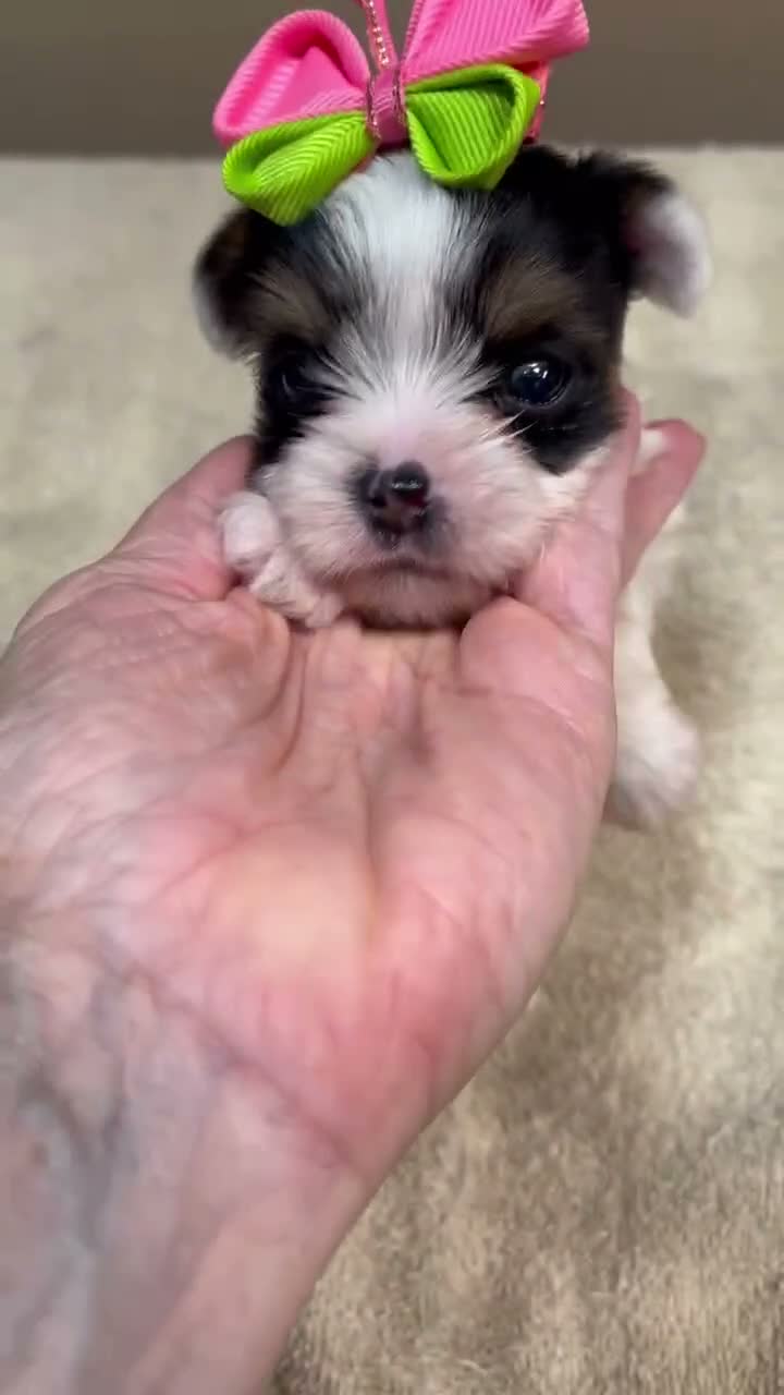 Yorkshire Terrier dogs for sale: Kiva - Video 1