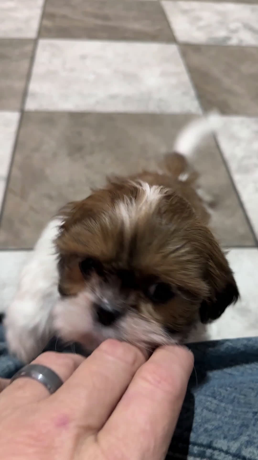 Shih Tzu dogs for sale: Sophia - Video 1