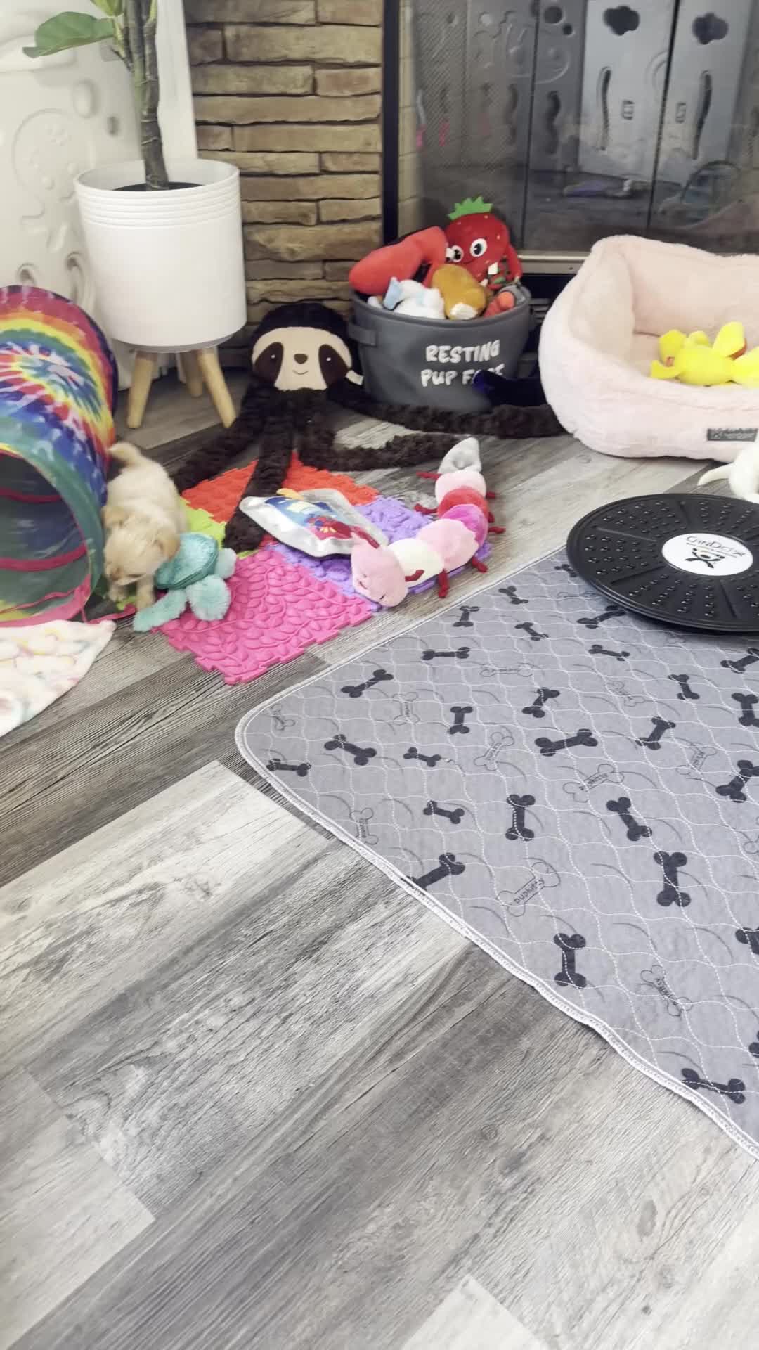 Chihuahua dogs for sale: Ben - Video 2