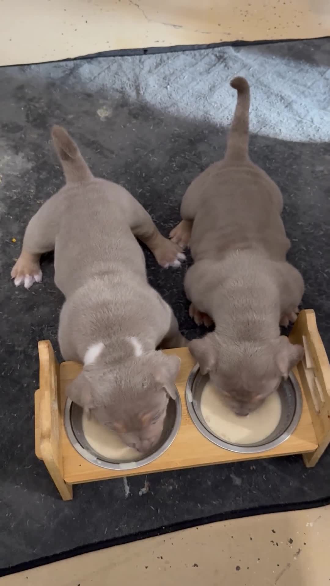 American Bully dogs for sale: American Bully Puppy 4 - Video 1