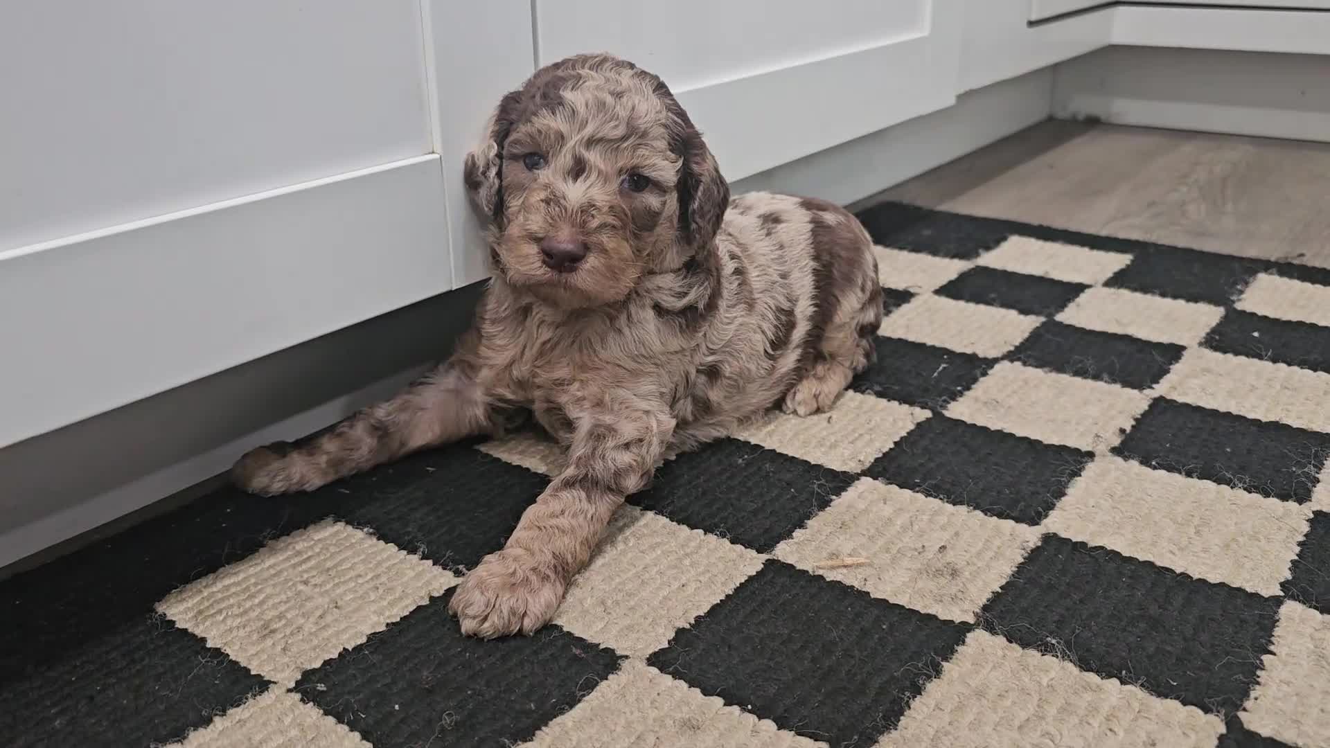 Standard Poodle dogs for sale: Han Solo - Video 1