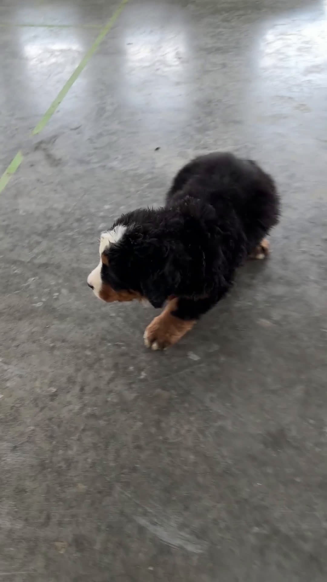 Bernese Mountain Dog dogs for sale: Maverick - Video 1