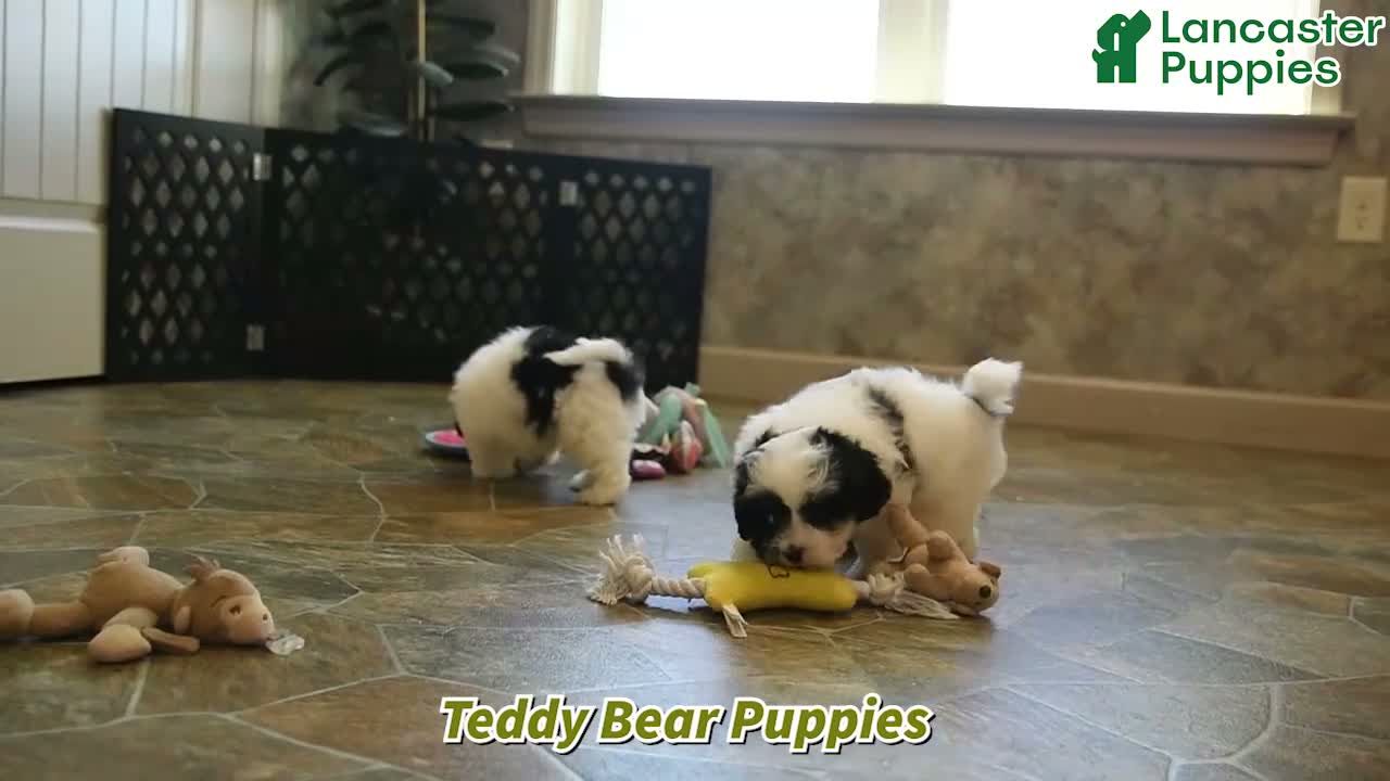 Teddy Bear dogs for sale: Peter - Video 1