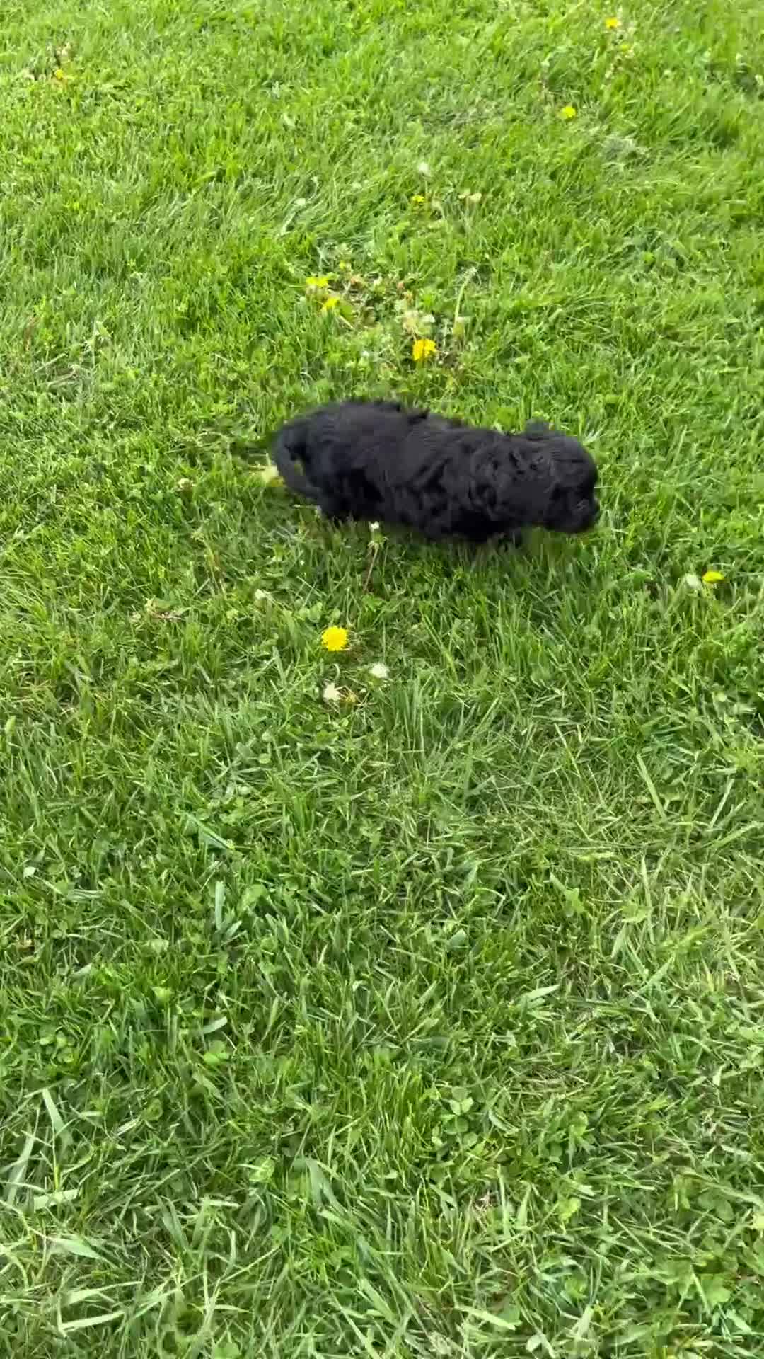 Cavapoo dogs for sale: Boomer - Video 1