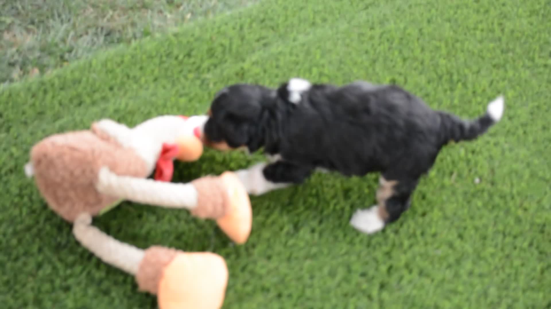 Mini Bernedoodle dogs for sale: Rosie - Video 1