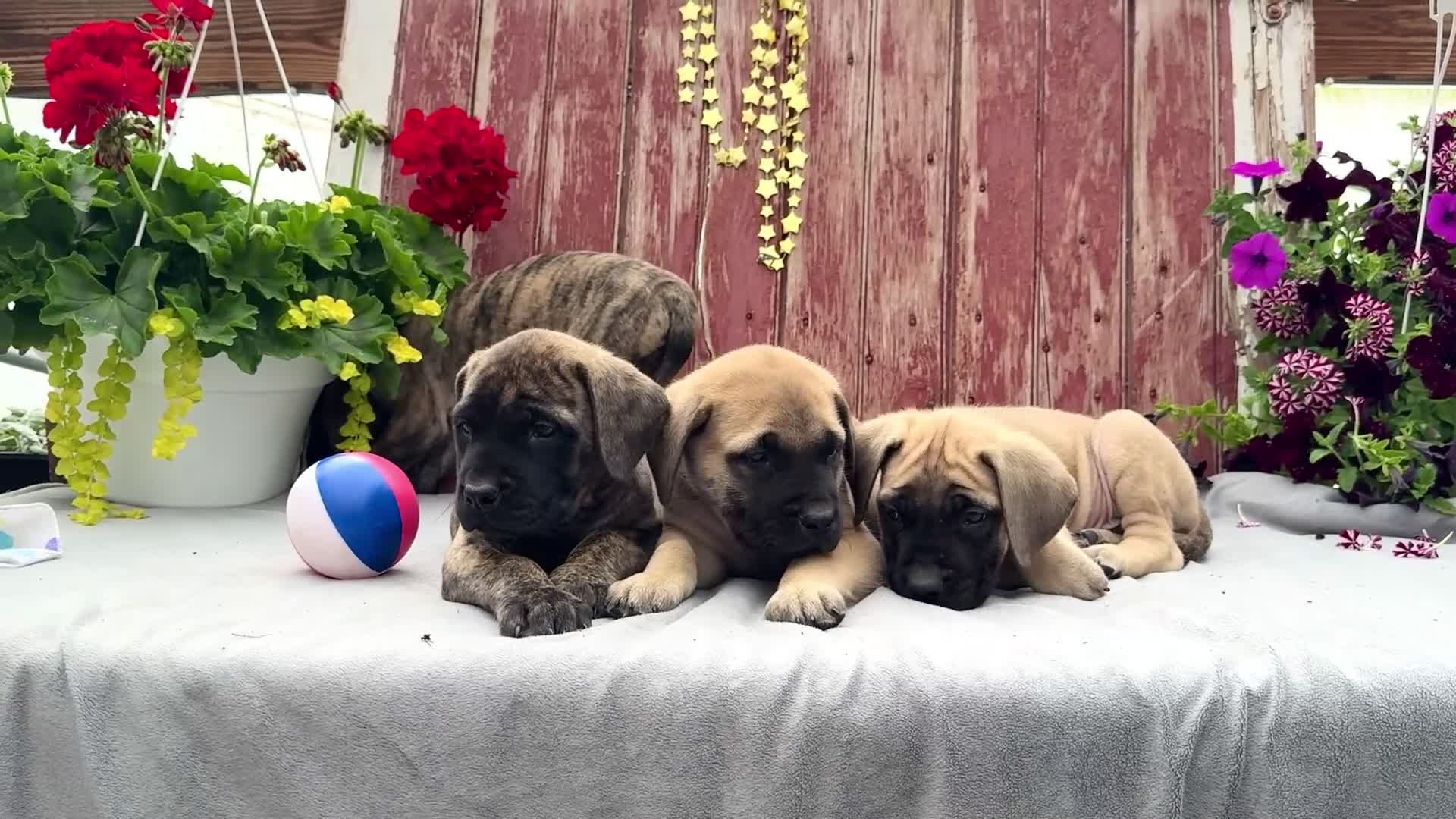 English Mastiff dogs for sale: Morris - Video 1