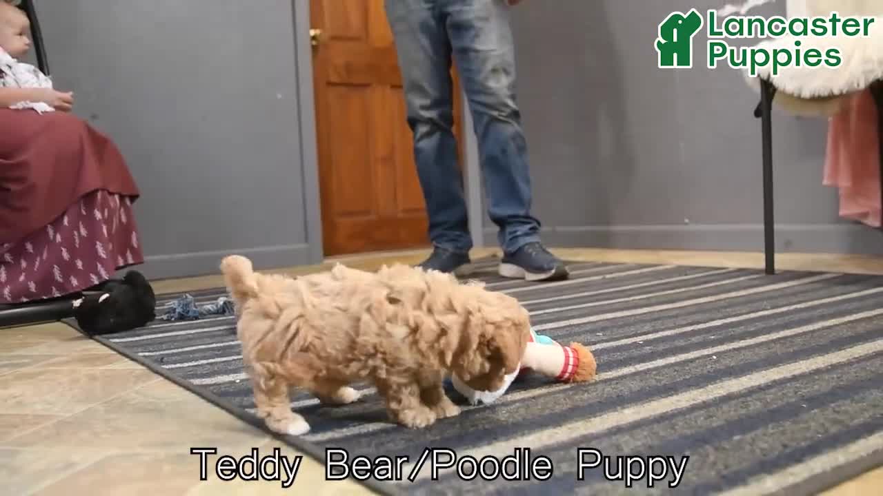 Mixed Breed dogs for sale: Tierra  - Video 1